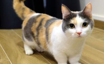 Манчкин кот - с короткими лапами